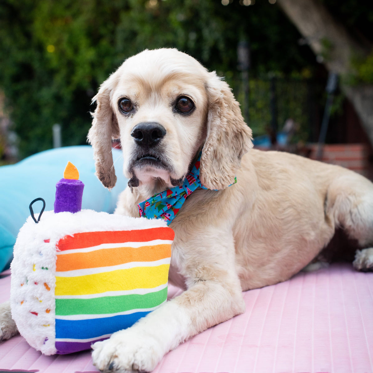 Funfetti Cake Dog Toy