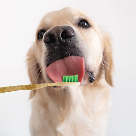 Bamboo Toothbrush for Small Dogs - Organic Dental Solutions®