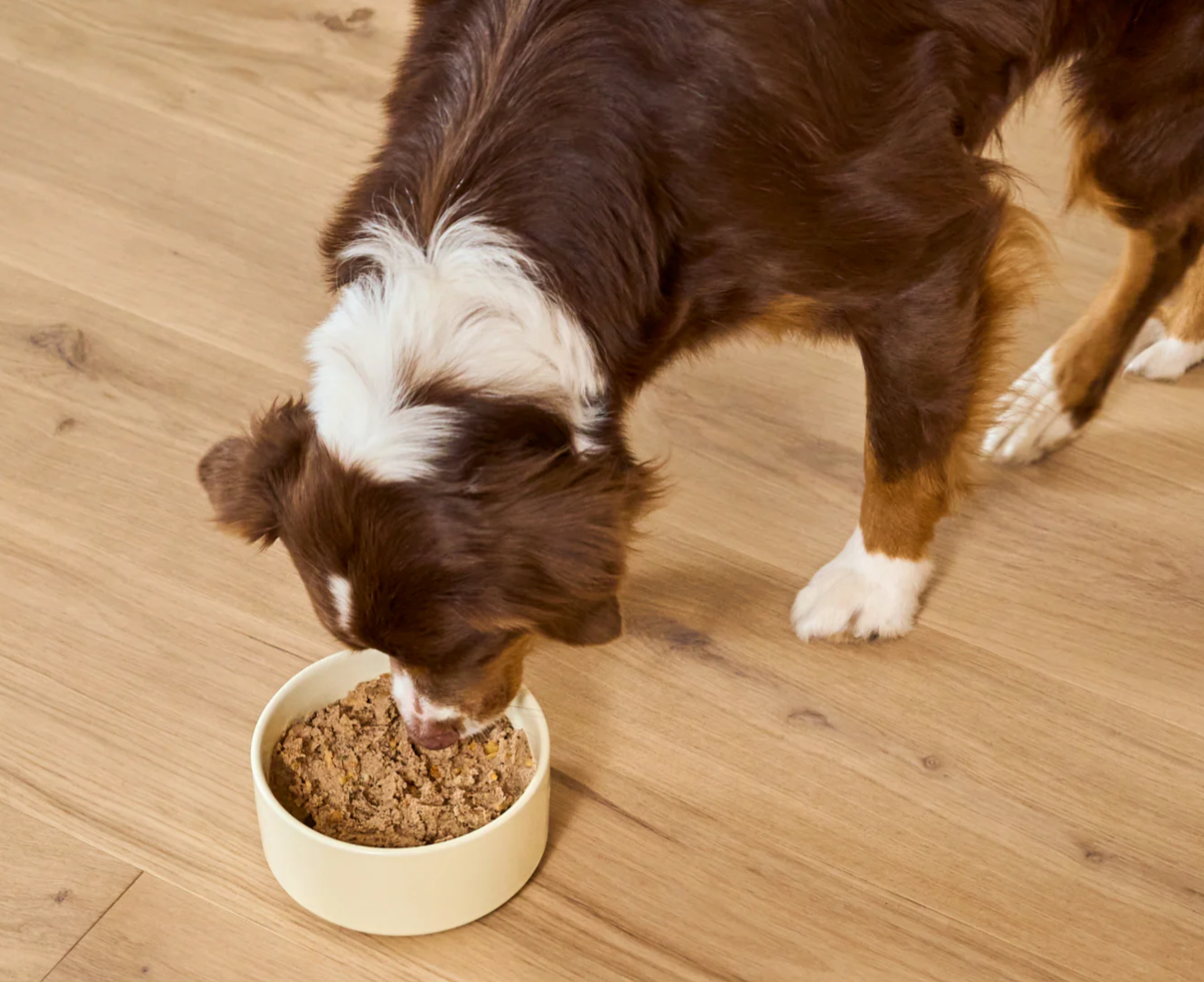 Surf & Turf Pâté for Dogs