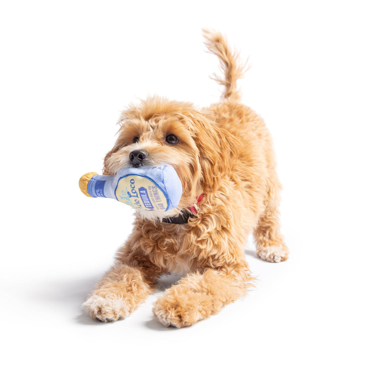 Tiny Tuff Fido Loco Tequila: One Size