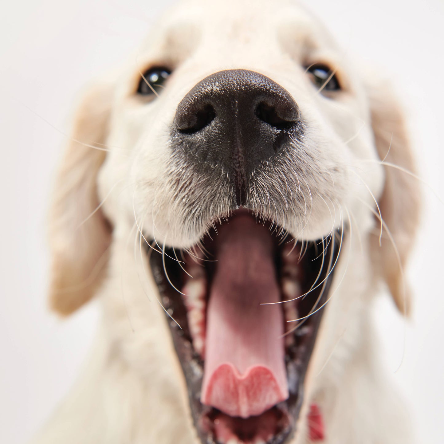Bamboo Toothbrush for Small Dogs - Organic Dental Solutions®