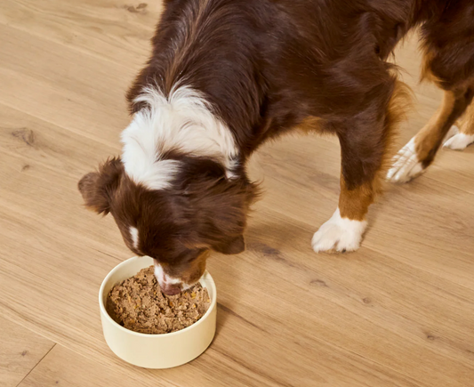 Surf & Turf Pâté for Dogs
