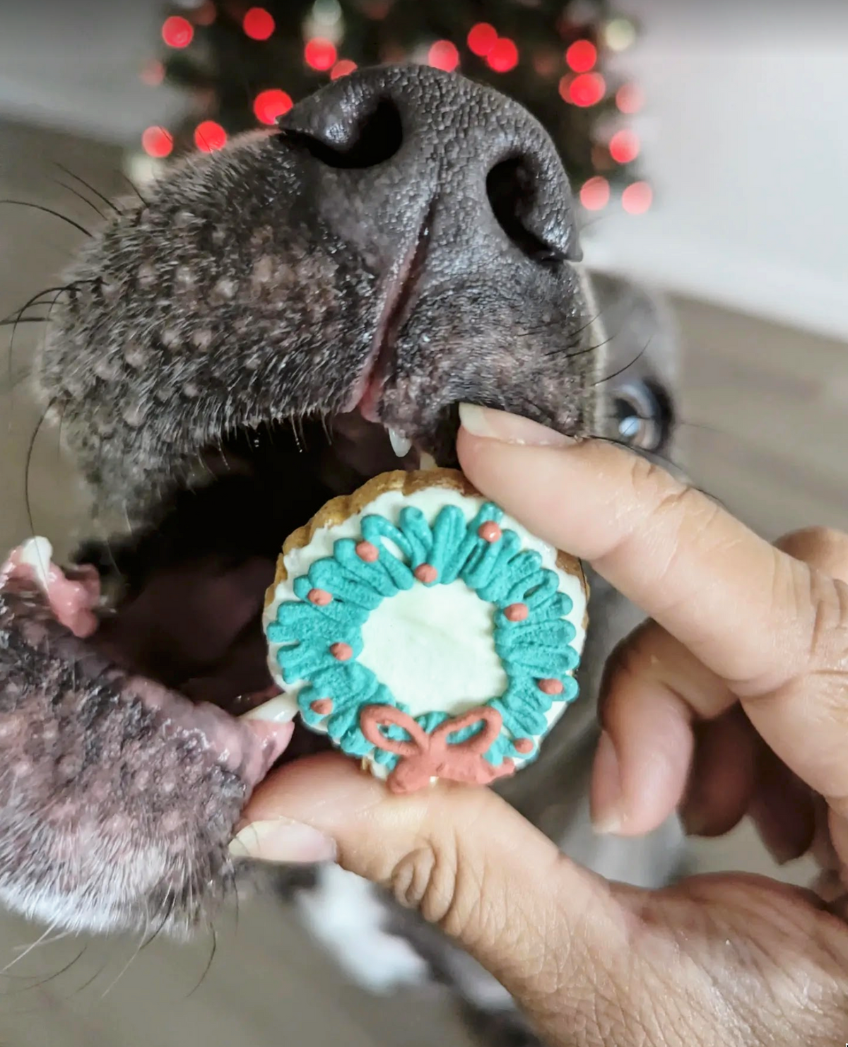 Pre-Order: 24-Day Dog Advent Calendar (Ships November)