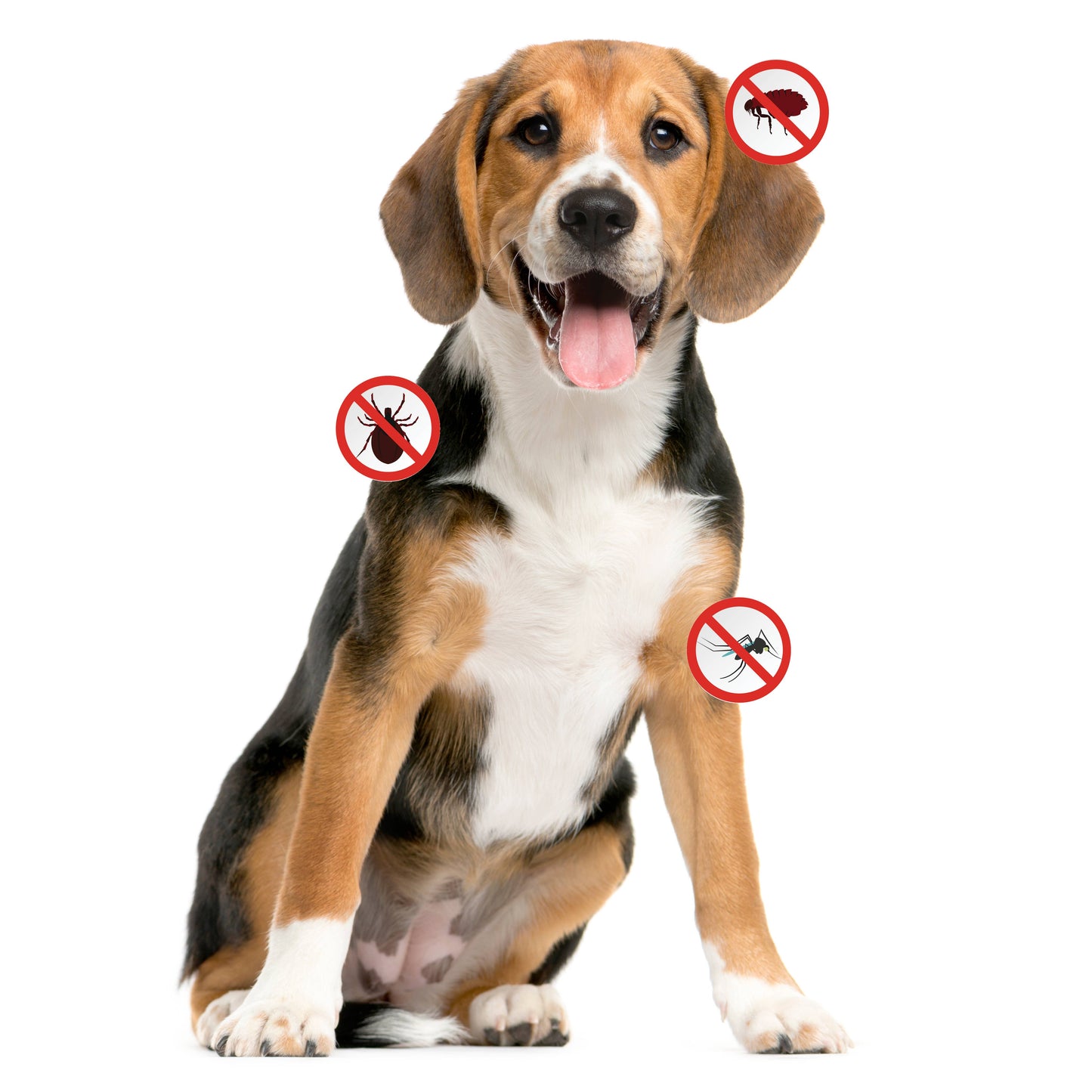 Flea and Tick Spray for Dogs