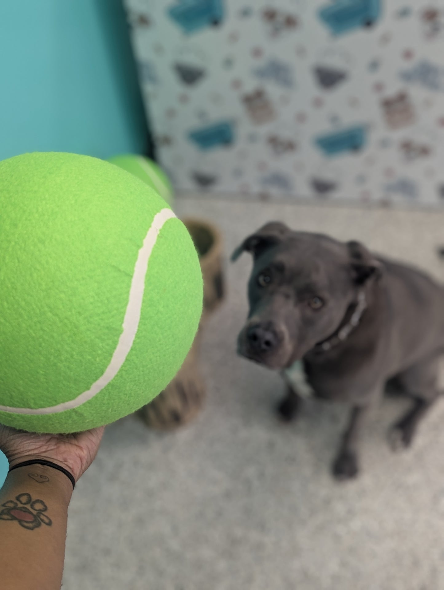 XL Tennis Ball
